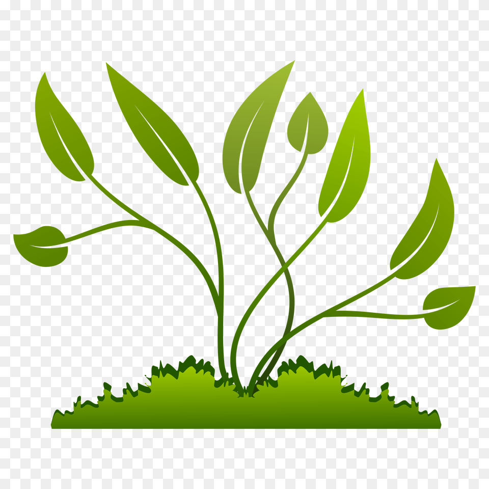 Download Hd Flowers Vectors Clipart Plants Clipart, Green, Leaf, Moss, Plant Png Image