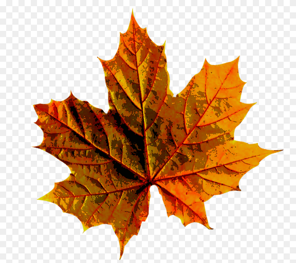 Hd Forest Autumn Leaves Autumn Leave, Leaf, Plant, Tree, Maple Free Png Download
