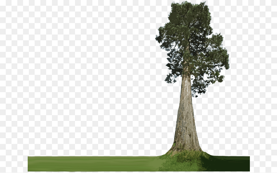 Download Hd Forest Plants Big Tree Background Big Tree, Oak, Plant, Sycamore, Tree Trunk Png