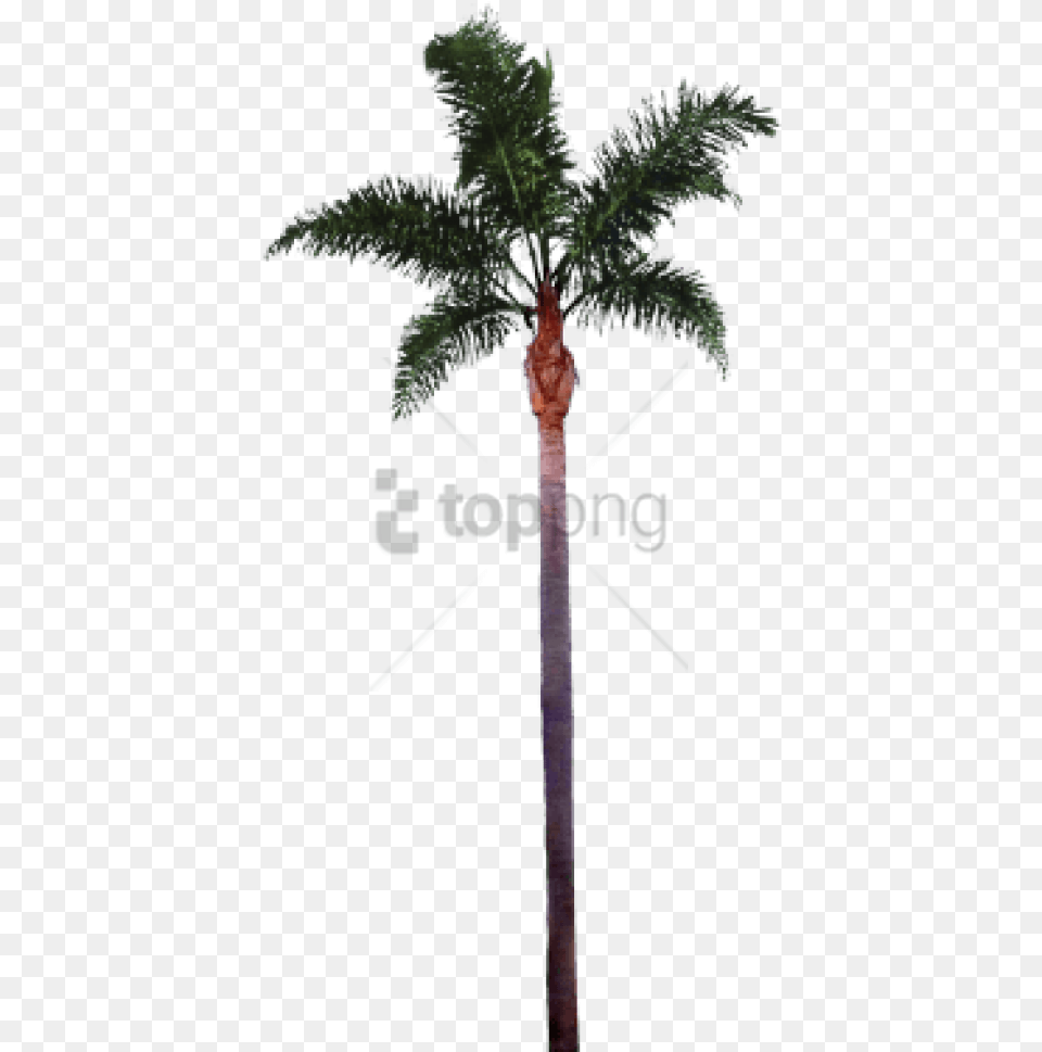 Download Hd Free Palm Tree Trunk Date Palm Photoshop, Palm Tree, Plant, Blade, Cross Png Image