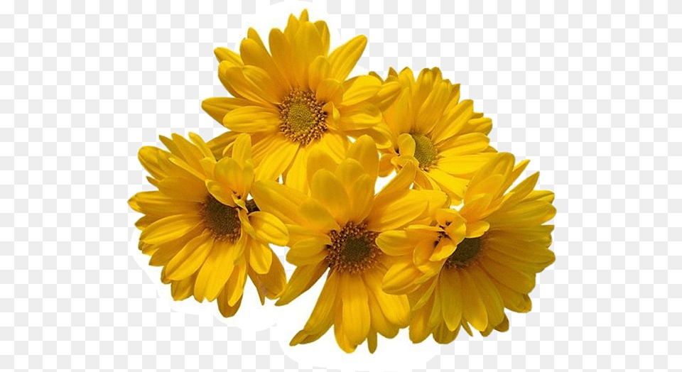 Download Hd Freetoedit Flower Daisy Yellow Flowers Transparent Background, Petal, Plant, Anther, Sunflower Png