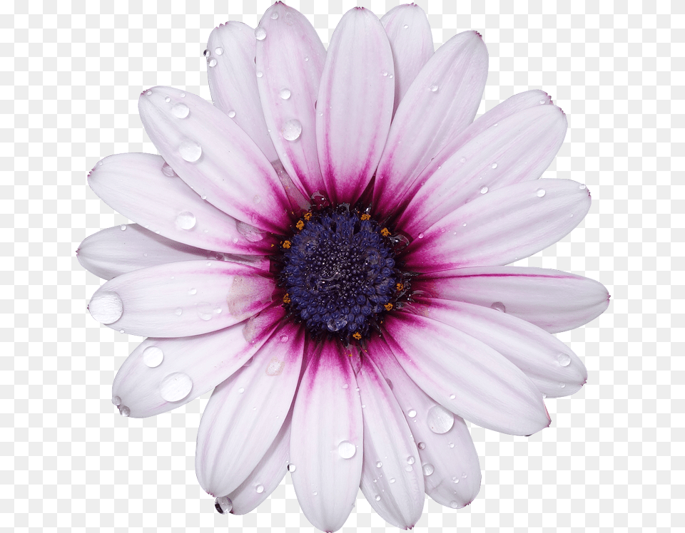 Hd Freetoedit Flower With Background Flower, Anemone, Daisy, Petal, Plant Free Png Download