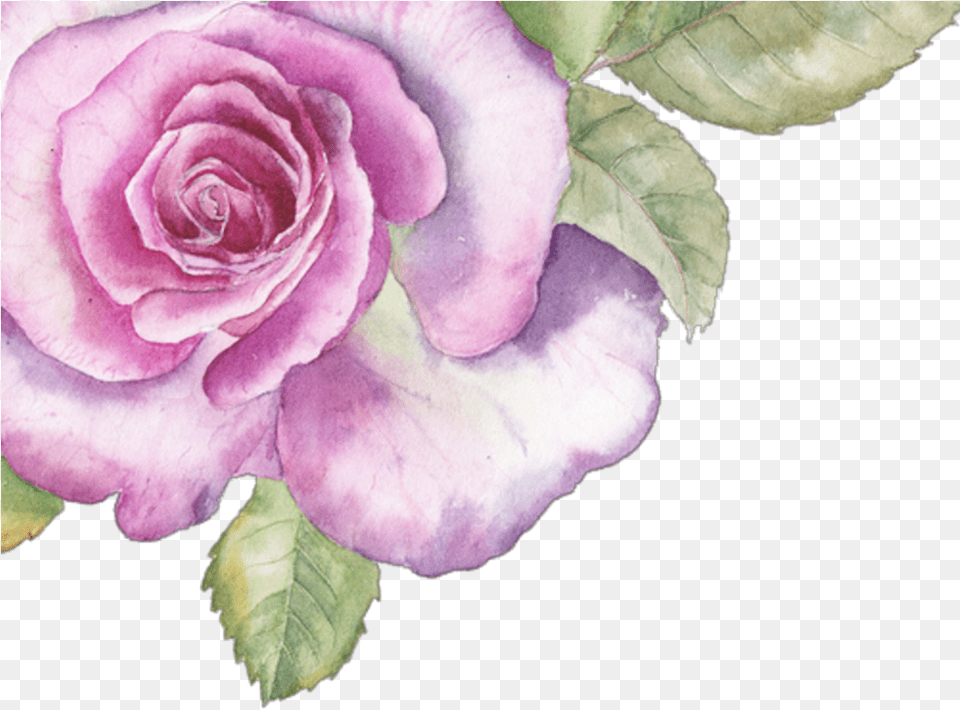 Download Hd Ftestickers Sticker Pink Purple Watercolor Purple Watercolor Flower, Plant, Rose, Petal Free Png
