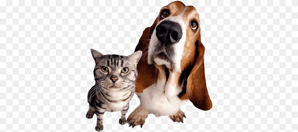 Hd Gato E Cachorro Pets, Animal, Canine, Dog, Hound Free Png Download