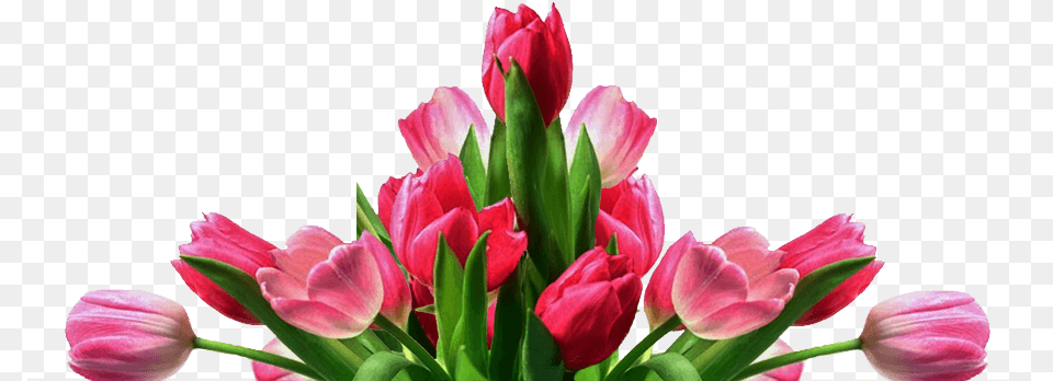 Download Hd Get Well Tulips Get Well Flower Pink Tulip Flower, Flower Arrangement, Flower Bouquet, Plant, Petal Free Transparent Png
