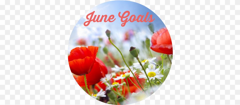 Download Hd Goals For June Designart U0027lovely Red Poppies Summer Flowers, Flower, Plant, Daisy, Petal Free Transparent Png