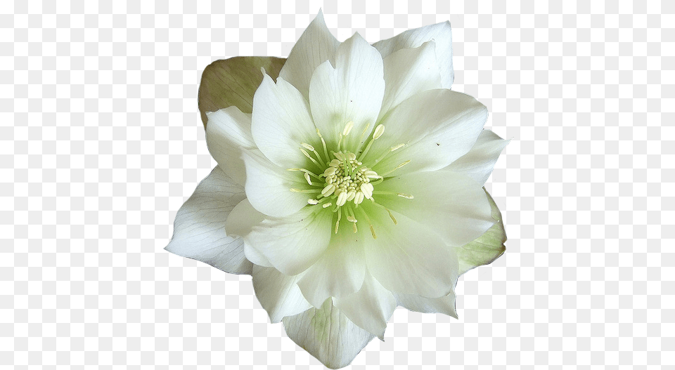 Download Hd Green And White Flower Flower Hellebore, Anther, Dahlia, Petal, Plant Png