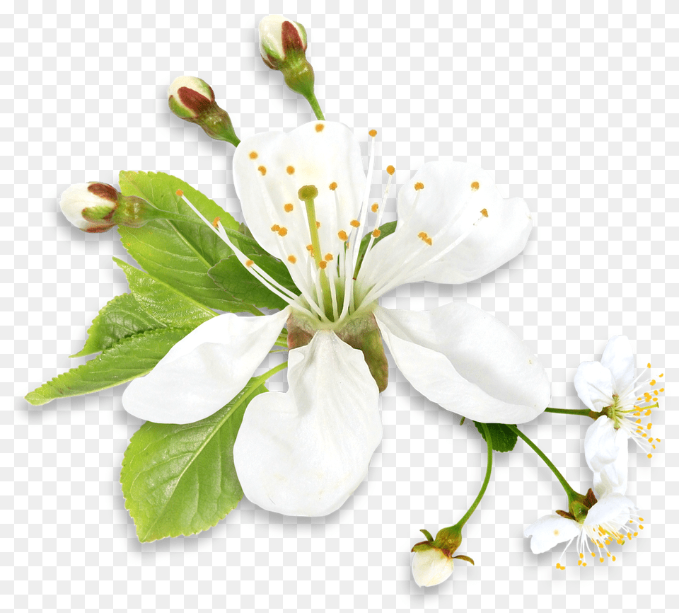 Download Hd Green Flower Background Spring White White And Green Flowers, Plant, Petal, Pollen, Anther Free Png