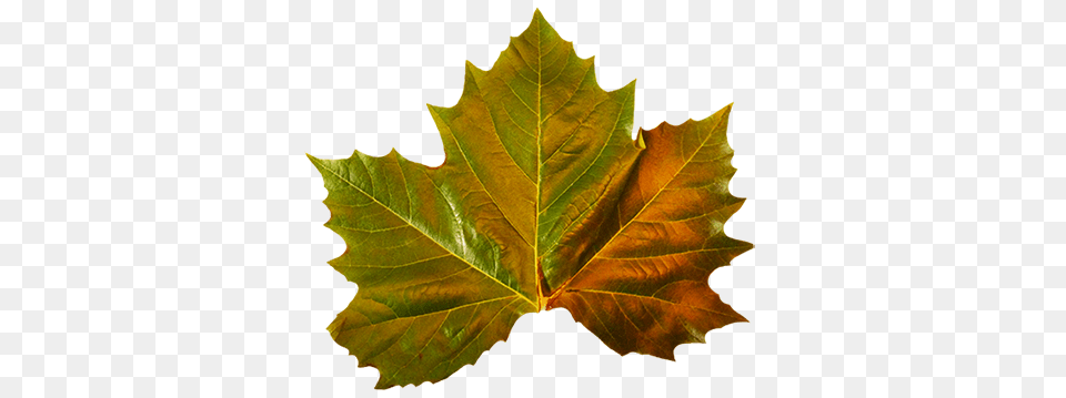 Download Hd Green Leaves Clipart Autumn Green Fall Maple Leaf, Plant, Tree, Oak, Sycamore Png Image