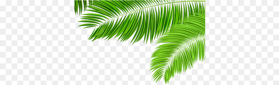 Download Hd Green Tropical Leaf K Palm Tree Leaves Images, Fern, Plant Free Png