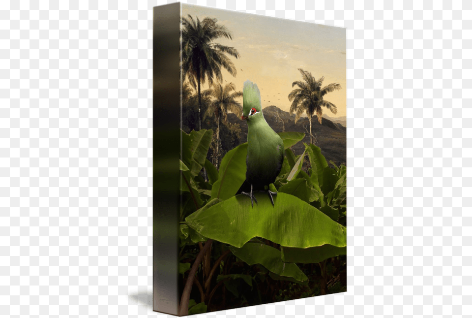 Download Hd Green Turaco Parakeet Parakeet, Animal, Beak, Bird, Pigeon Png