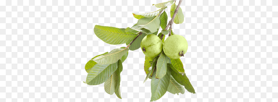 Download Hd Guava Juice Transparent Guava Tree, Leaf, Plant, Food, Fruit Png
