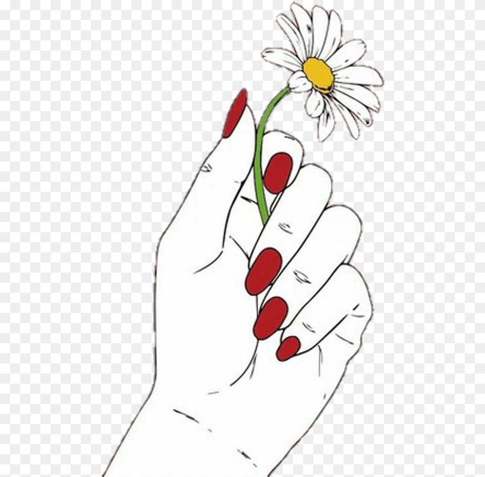 Download Hd Hand Holding Flower Drawing Transparent Oxeye Daisy, Plant, Petal, Anemone, Body Part Png