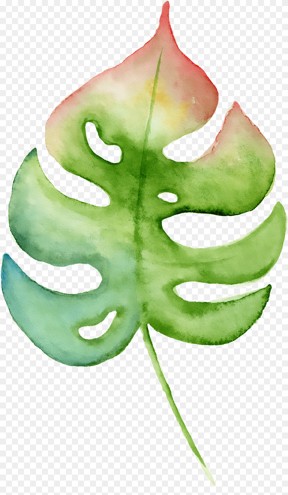 Download Hd Hand Painted A Leaf Transparent Watercolor Swiss Cheese Plant, Accessories, Fern Free Png