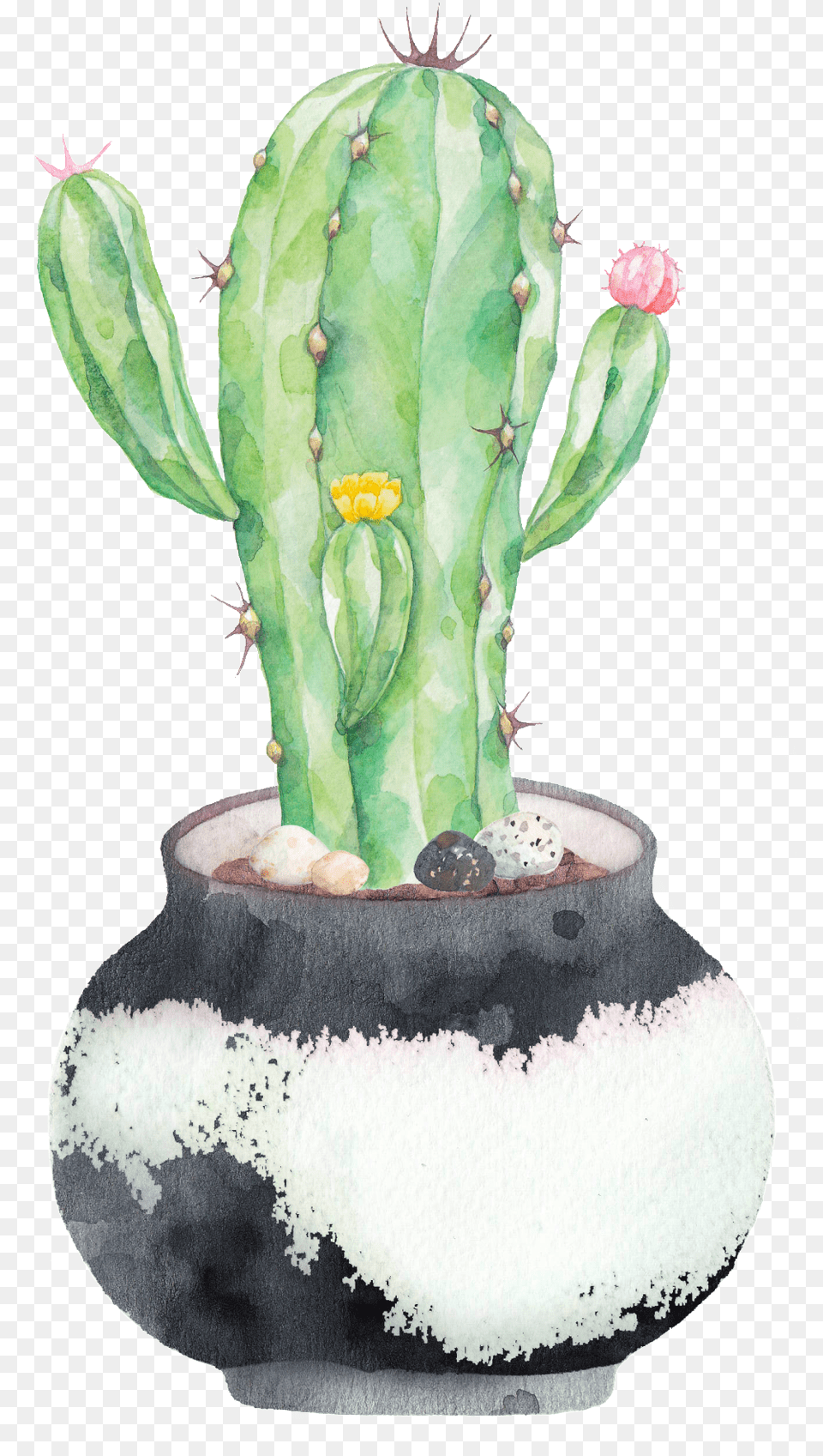 Hd Hand Painted A Plate Of Cactus Transparent Potted Cactus Watercolor, Plant, Flower, Rose Free Png Download