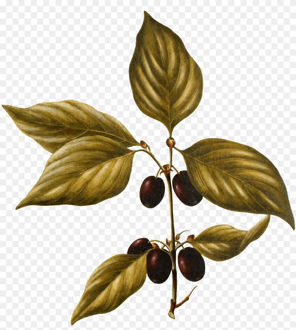 Download Hd Hand Painted A Wild Fruit Plant Transparent Tree, Leaf, Food, Produce, Annonaceae Free Png