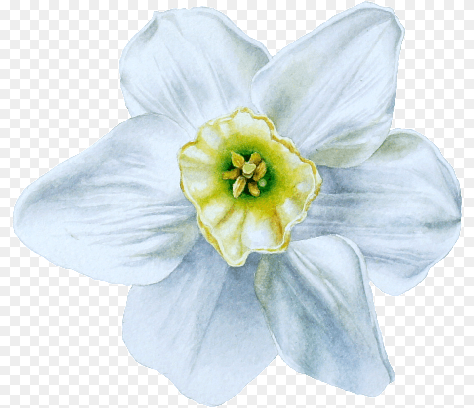 Download Hd Hand Painted Blue White Flowers Transparent Narcissus, Daffodil, Flower, Plant, Anther Png Image