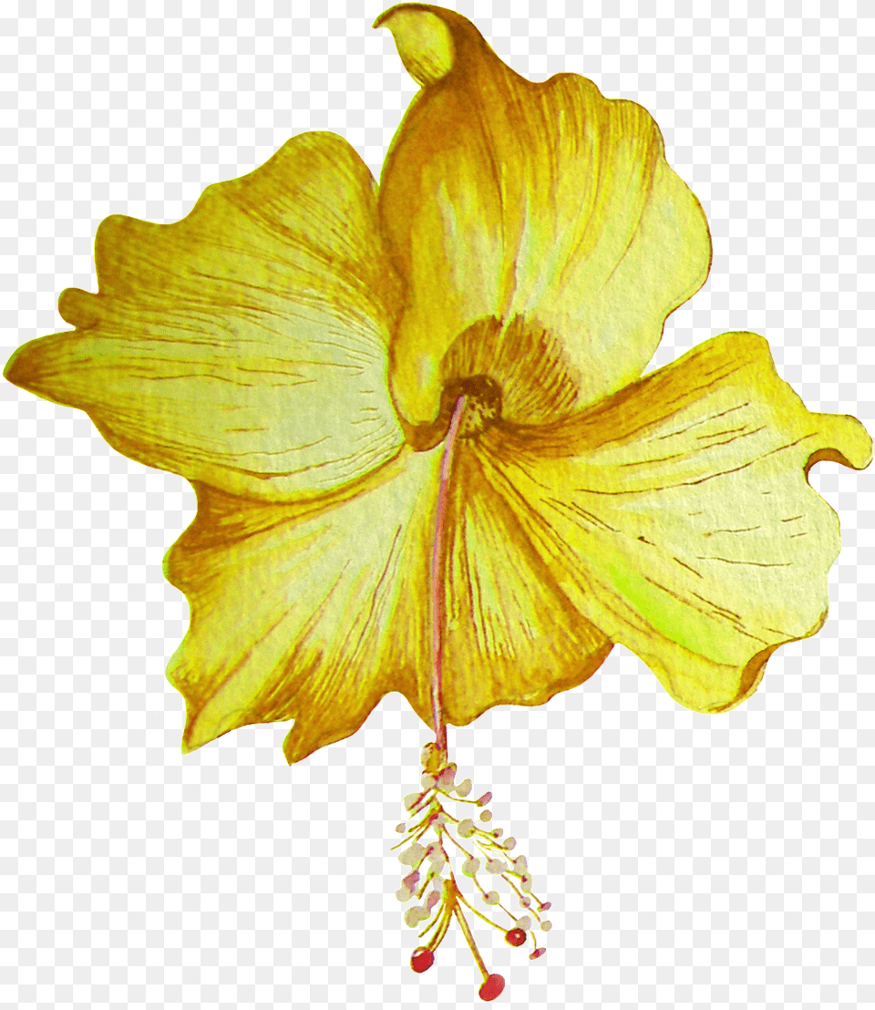 Download Hd Hand Painted Golden Hibiscus Flower Transparent Portable Network Graphics, Anther, Petal, Plant, Pollen Png