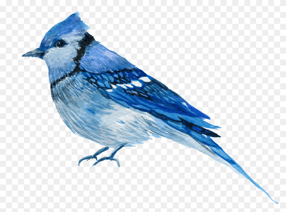 Download Hd Hand Painted One Only Aura Bird Blue Jay Bird, Animal, Blue Jay, Bluebird Free Transparent Png