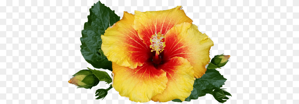 Download Hd Hibiscus Flower Tropical Plant Bloom Red Transparent Tropical Flower, Pollen, Rose Png