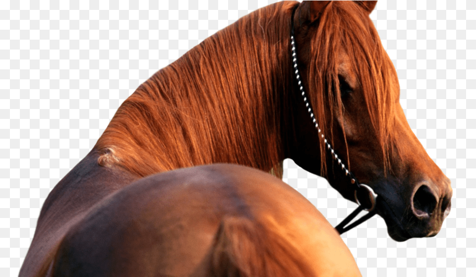 Download Hd Horse Head Background Horse Head Background, Animal, Colt Horse, Mammal, Stallion Free Transparent Png