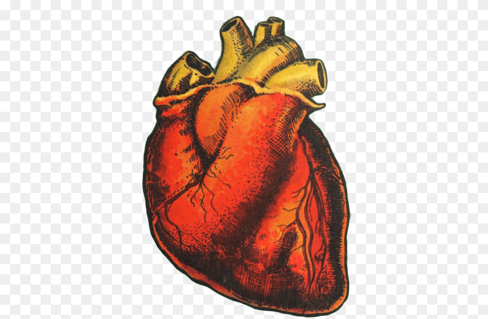 Download Hd Human Heart Drawing El Corazon Loteria Card Human Heart Aesthetic, Bag, Animal, Sea Life, Seashell Free Transparent Png