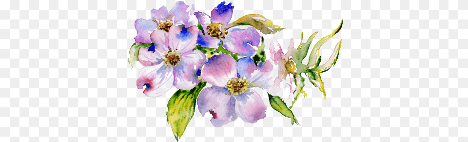 Download Hd I Have Tried To Develop A Program That Has California Wild Rose, Anemone, Petal, Plant, Flower Free Png