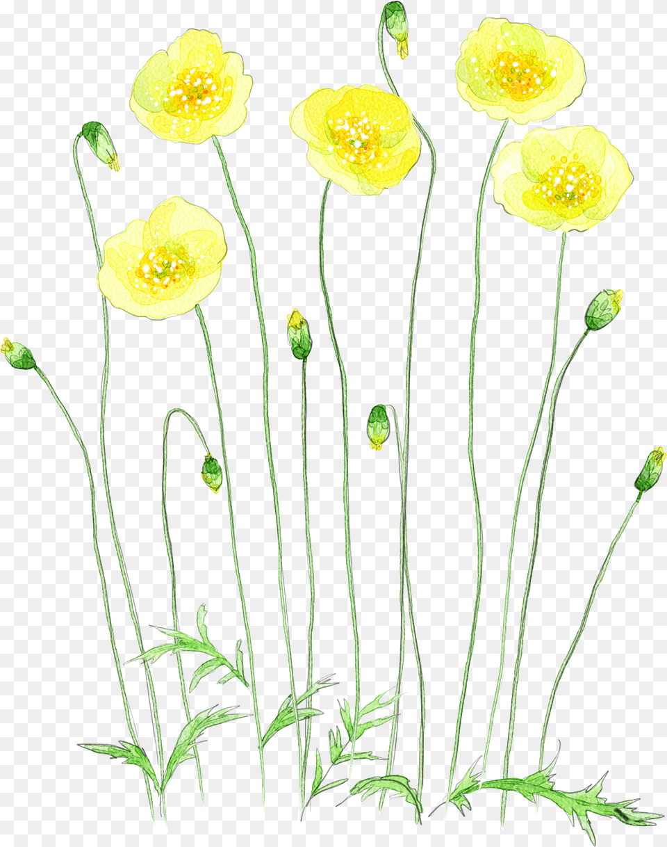 Download Hd Royalty Chamomile Drawing Watercolor Tansy, Flower, Plant, Anemone, Rose Png Image
