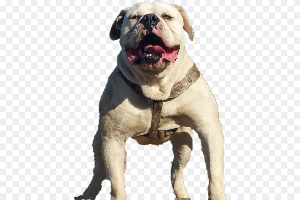 Download Hd Images Of American Bulldogs Amerikaanse Bulldog Transparant, Animal, Canine, Dog, Mammal Free Transparent Png