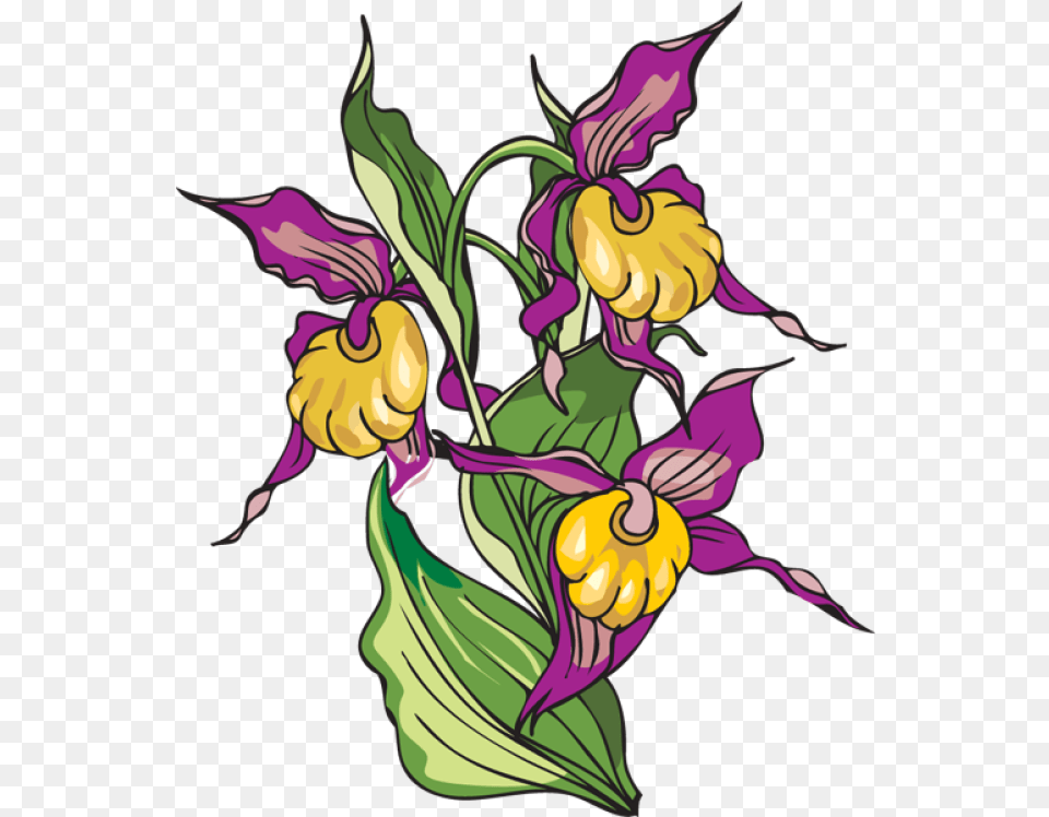 Download Hd Iris Flower Clipart Clip Art Transparent Clip Art, Plant, Graphics, Orchid, Person Free Png