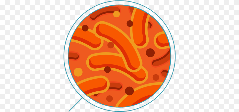 Download Hd Iron Orange Bacteria, Carrot, Food, Plant, Produce Png