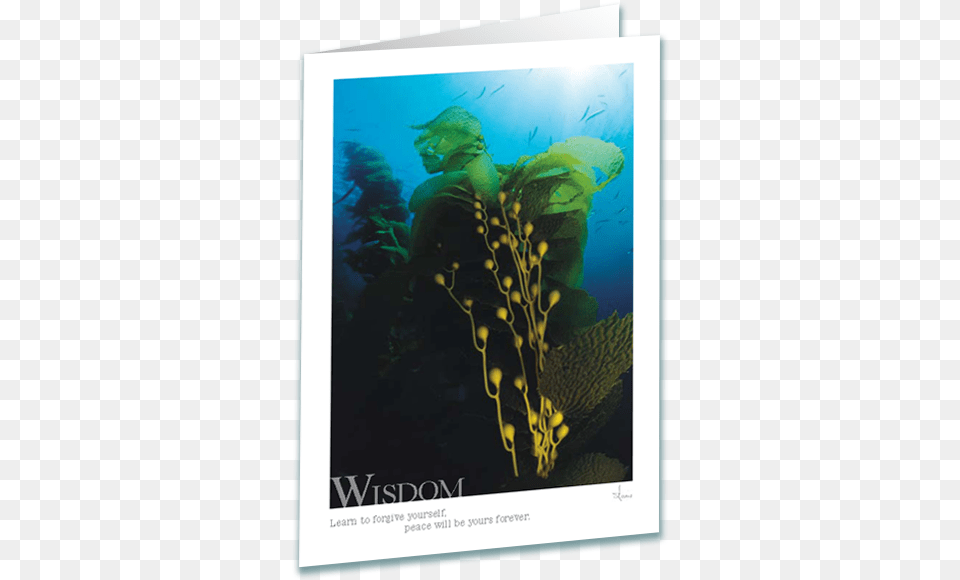 Download Hd Kelp Forest Greeting Card Fictional Character, Water, Aquatic, Outdoors, Nature Free Transparent Png