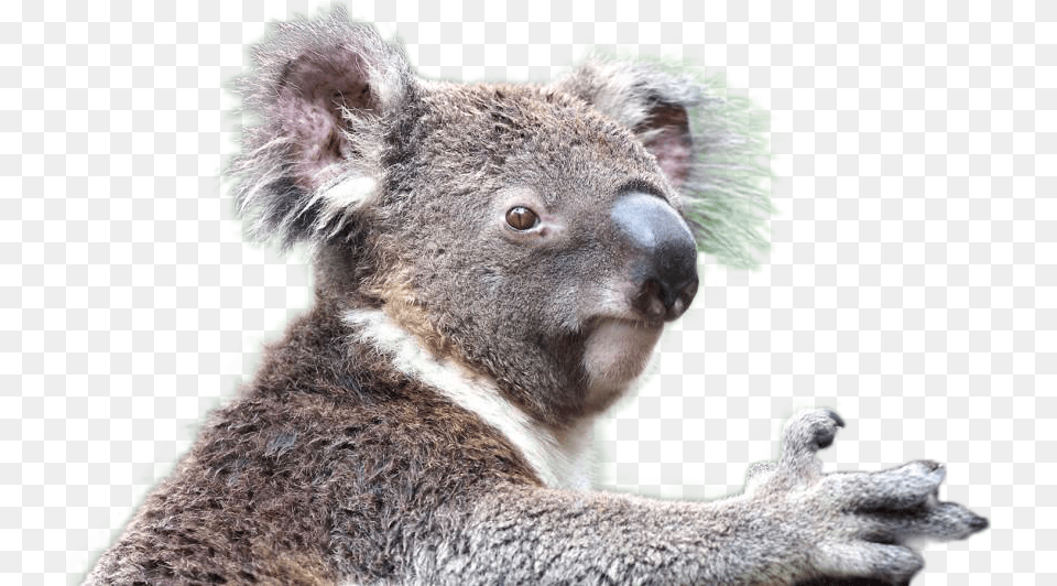 Download Hd Koala Koala, Animal, Mammal, Wildlife, Bear Png Image