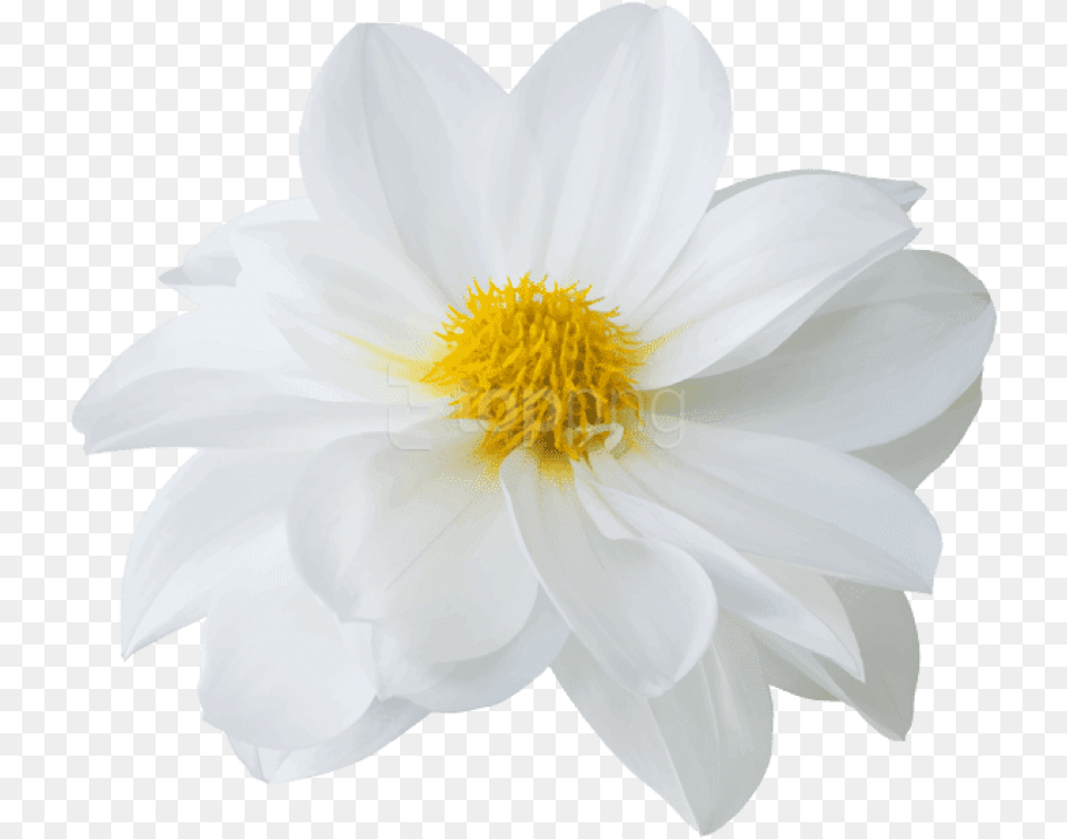 Download Hd Latest Beautiful White Flower Sacred Lotus, Dahlia, Daisy, Petal, Plant Png