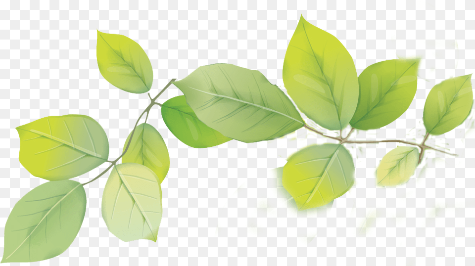 Download Hd Leafs Transparent Tree, Plant, Leaf, Herbs, Green Png