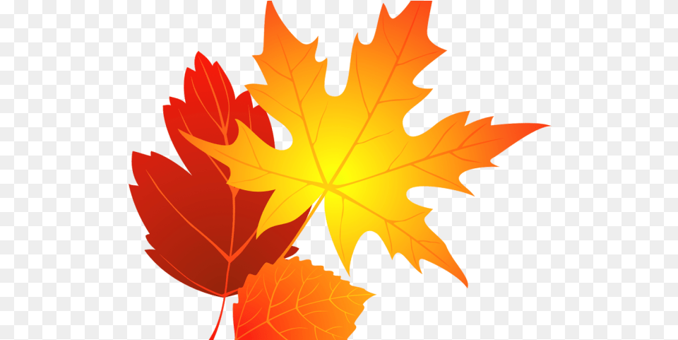 Download Hd Leaves Clipart Oval Leaf Fall Leaves Autumn Leaves, Plant, Tree, Maple Leaf, Maple Png Image