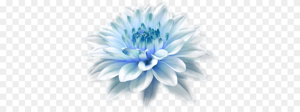 Download Hd Light Blue Flower High Resolution Facebook Cover Photo Hd, Dahlia, Plant, Daisy Free Transparent Png