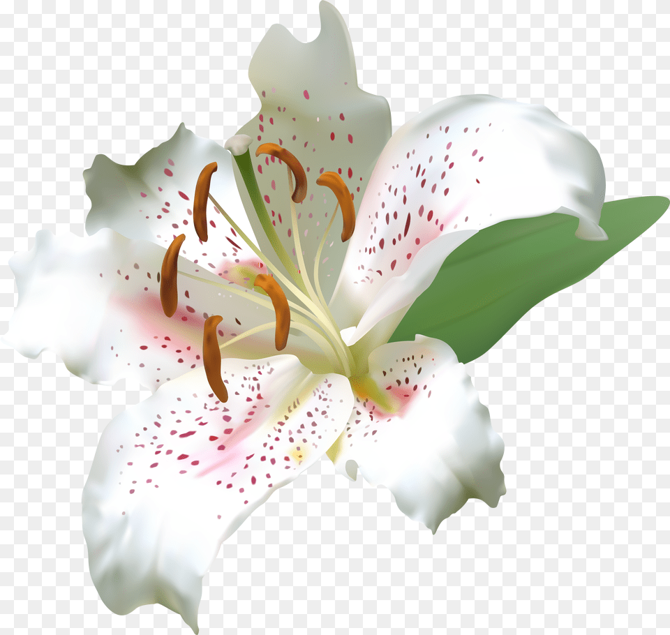 Hd Lily Flower Free Png Download