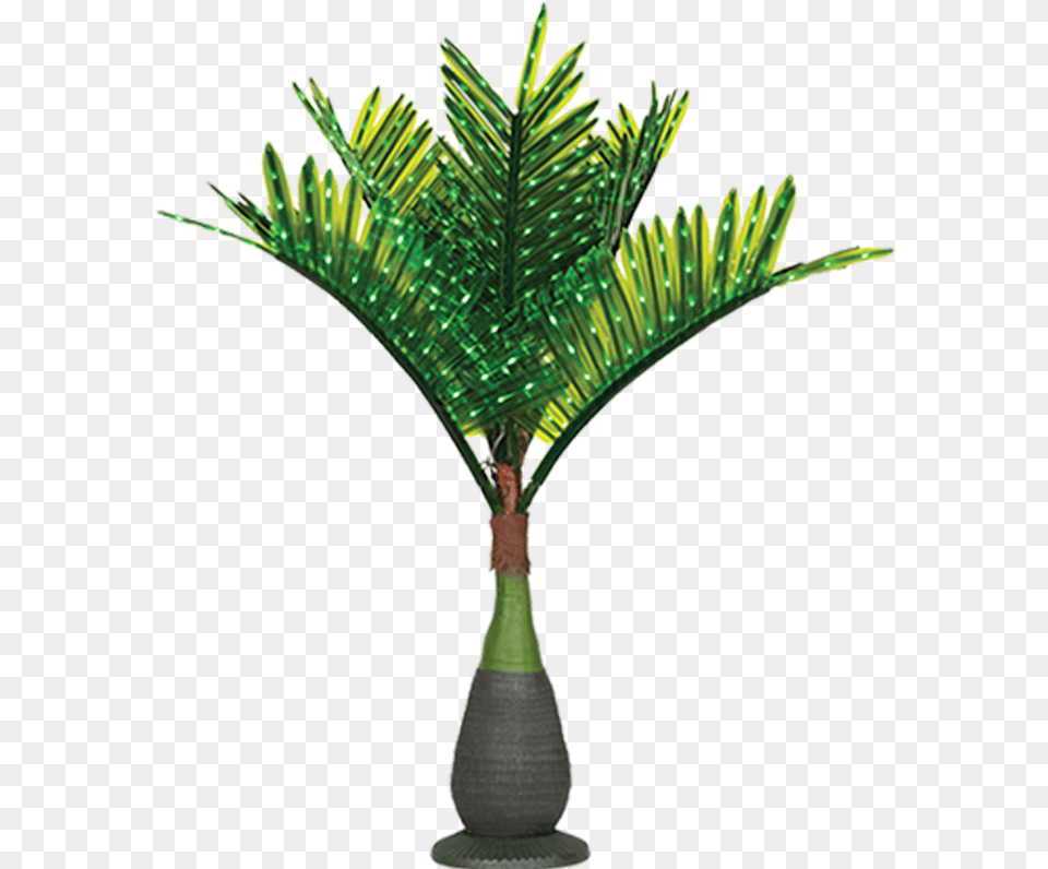 Hd Lit Palm Trees Palm Tree With Lights, Palm Tree, Plant, Leaf, Potted Plant Free Png Download