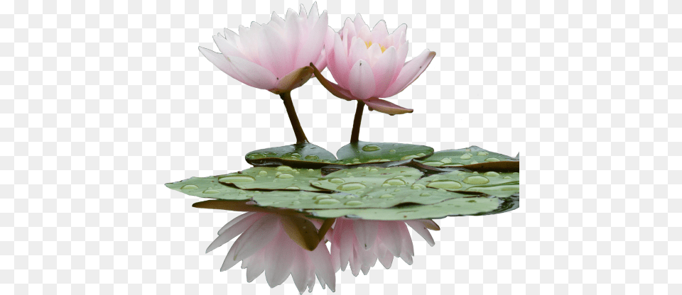 Download Hd Looks Better When You Click U0026 Drag Flower, Lily, Plant, Pond Lily Png