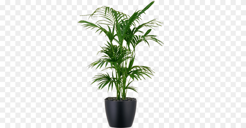 Hd Low Light Interior Palm Plant Kentia Kentia Indoor Transparent Background Plants, Leaf, Palm Tree, Potted Plant, Tree Free Png Download