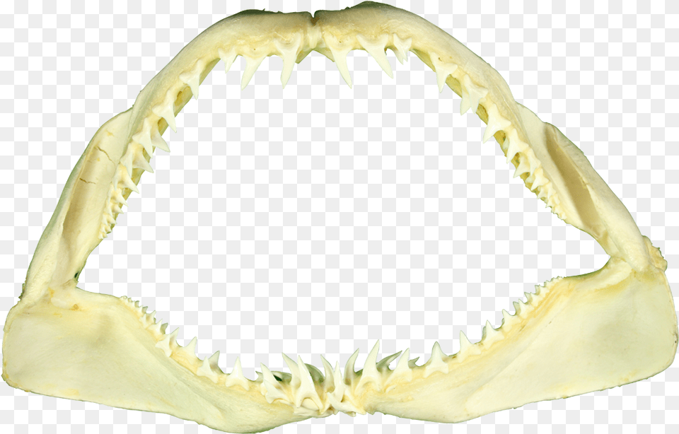 Download Hd Mako Shark Jaw 10 Skull, Body Part, Mouth, Person, Teeth Free Png