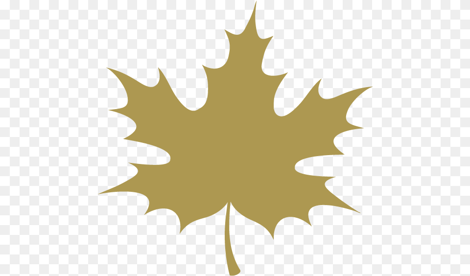 Download Hd Maple Leaf Icon Transparent Nicepngcom Autumn Leaf Leaf Cartoon Transparent, Plant, Maple Leaf Free Png