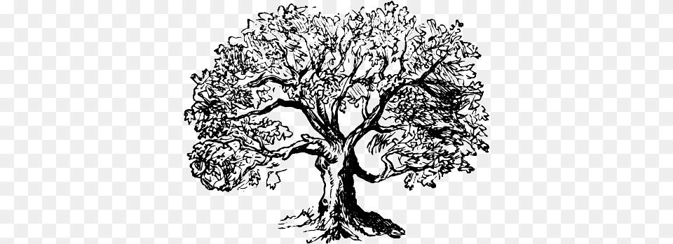 Download Hd Markdown Formatted Outlines Oak Tree Tree Outline, Art, Doodle, Drawing, Plant Free Png