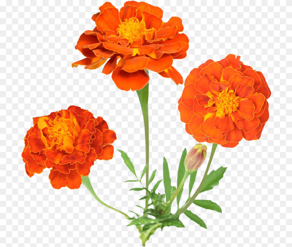 Download Hd Mexican Flowers Marigold, Anther, Dahlia, Flower, Petal Png Image