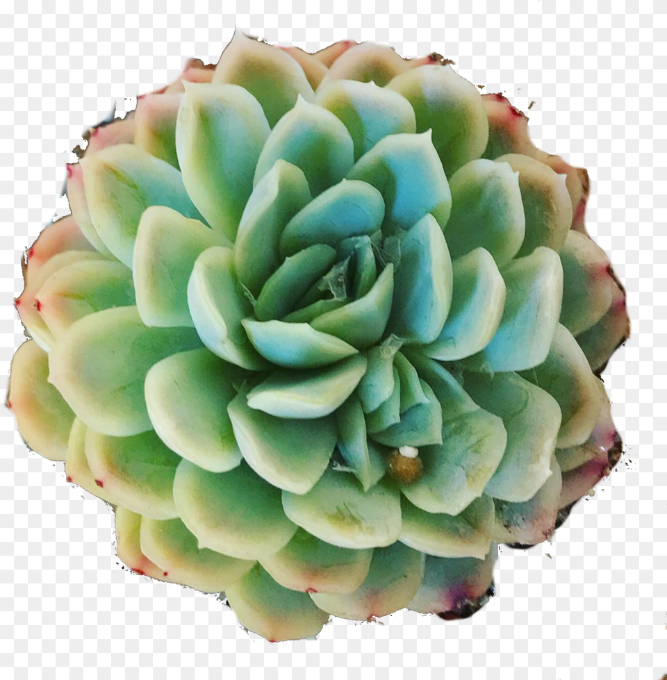 Hd Mexican Snowball Succulent Cactus, Dahlia, Flower, Plant, Accessories Free Png Download