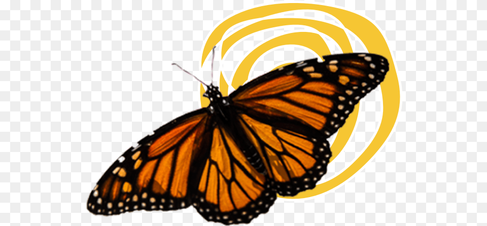 Download Hd Monarch Butterflies Monarch Butterfly Transparent Background, Animal, Insect, Invertebrate, Chandelier Png