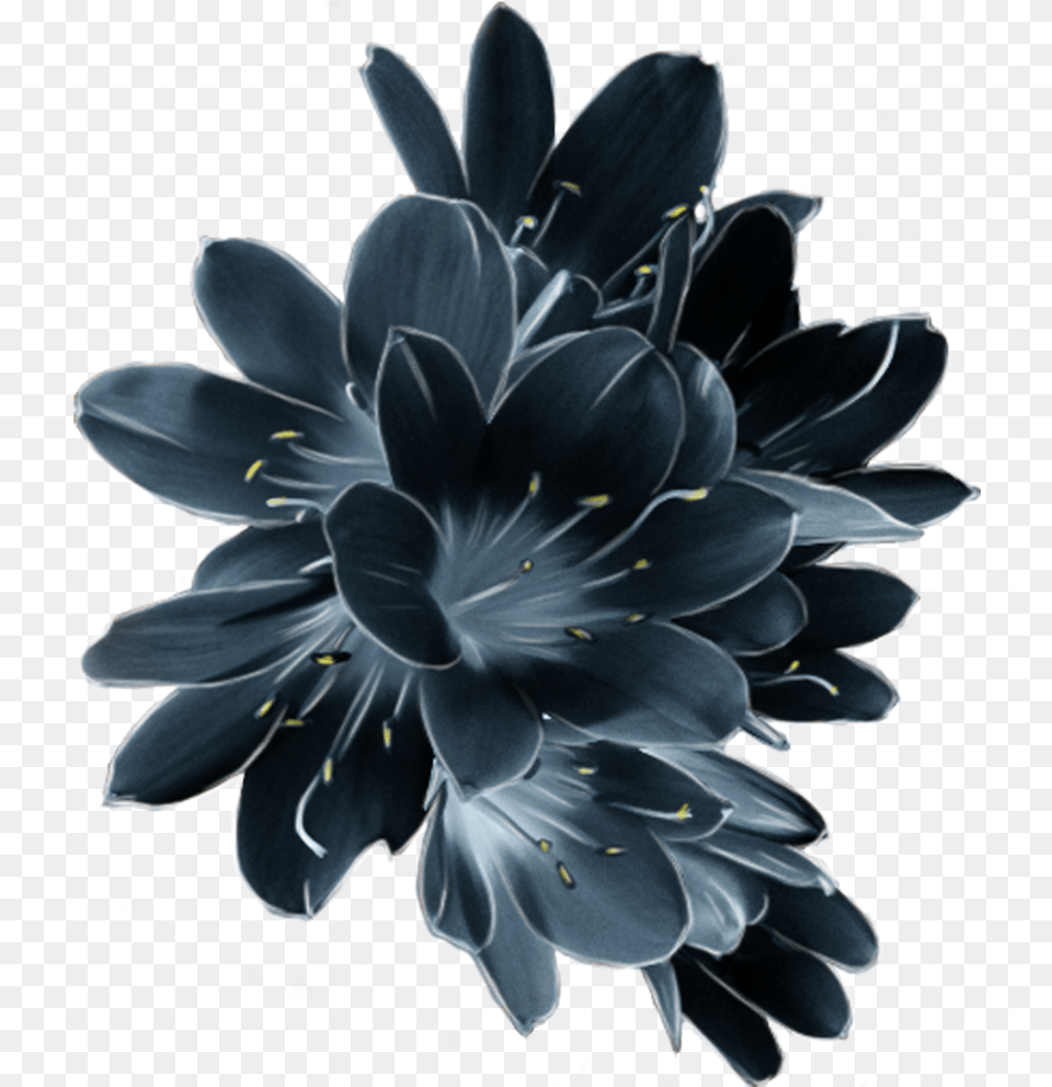 Download Hd Mq Blue Flower Flowers Garden Dark Pink Sky Dark Blue Flower, Dahlia, Plant, Pattern, Petal Free Transparent Png