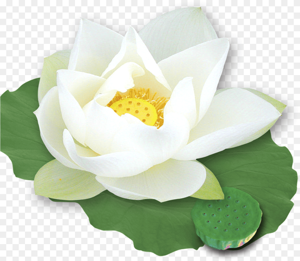 Download Hd Nelumbo Nucifera Template White Lotus, Flower, Plant, Rose, Lily Png