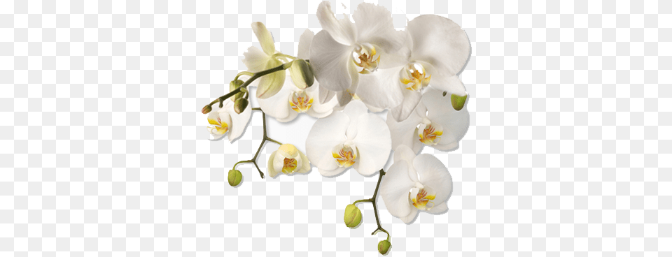 Download Hd New Jersey Association Of Women Therapists White Flower Corner, Orchid, Plant, Cake, Dessert Png Image